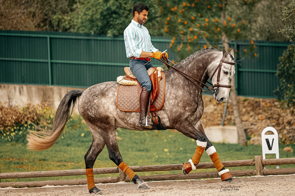 Sixteen Cypress Dressage Saddle Pad