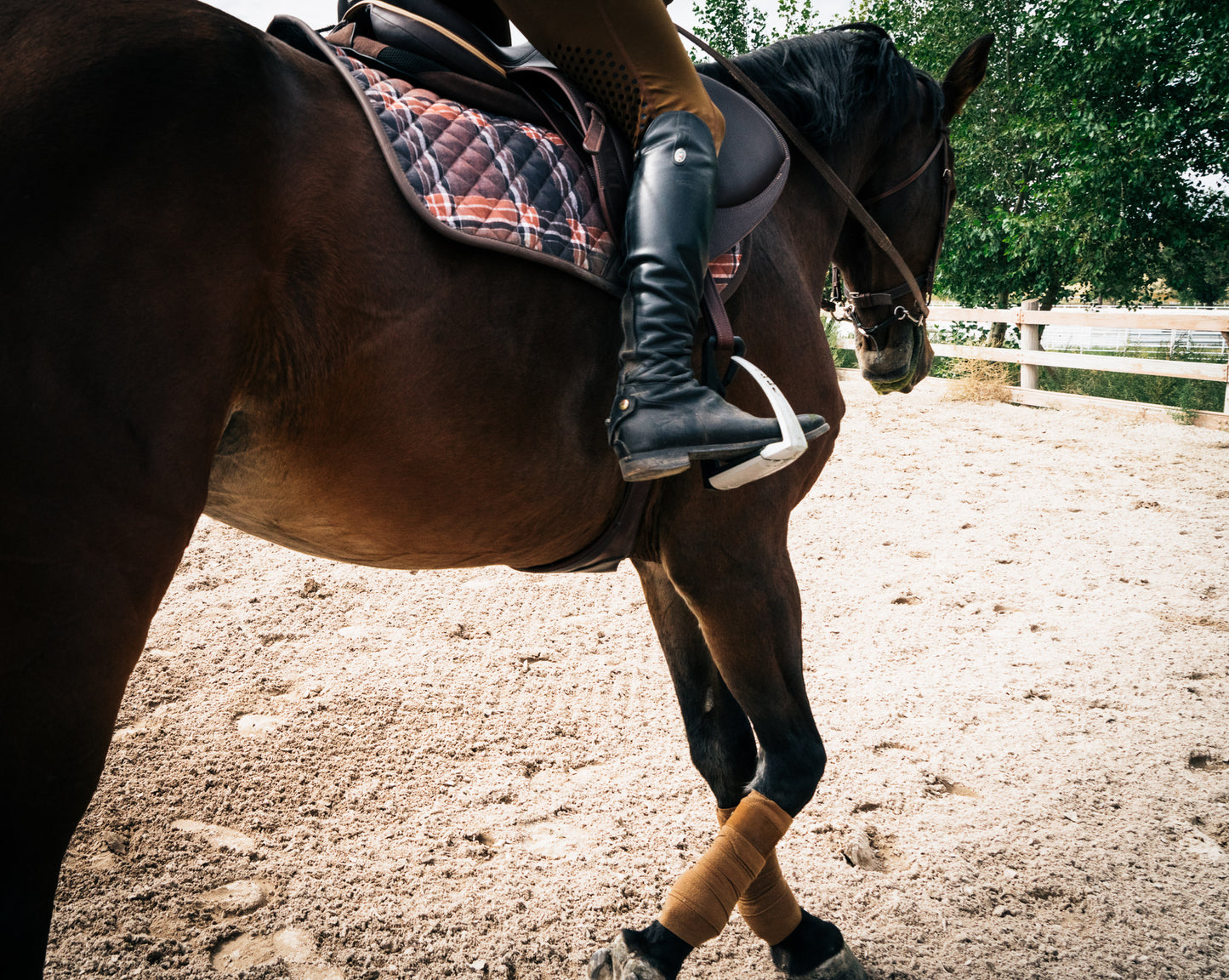 Sixteen Cypress Jumper Saddle Pad